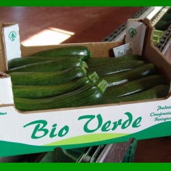 Zucchine